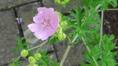 Small pink flower, placeholder image