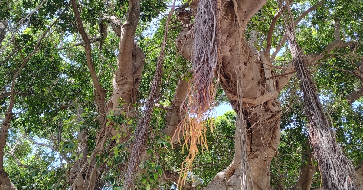 Ficus macrophylla – fikus wielkolistny w parku Villa Margherita w Trapani, Sycylia, Włochy