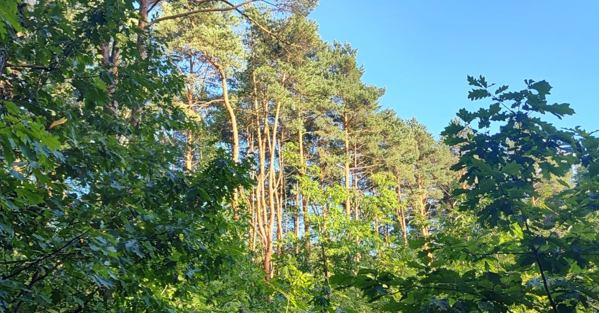widok na kilka planów różnych drzew