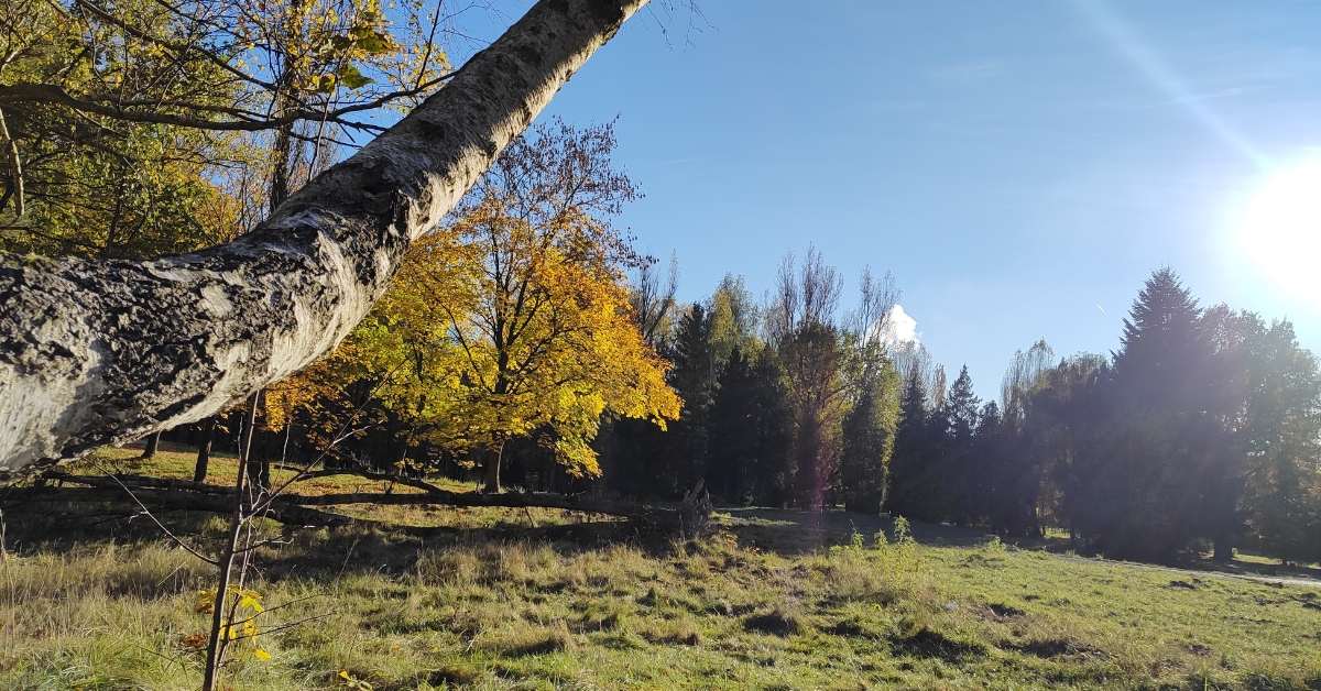 zbliżenie na pochylony pień drzewa na tle innych drzew, w piękny słoneczny dzień